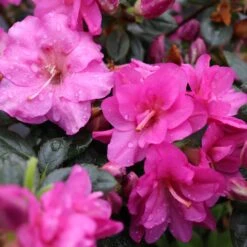 Perfecto Mundo® Double Purple Reblooming Azalea -Garden Plants Store perfecto mundo double purple azalea 5