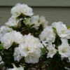 Perfecto Mundo® Double White Reblooming Azalea 2 Perfecto Mundo® Double White Reblooming Azalea -Garden Plants Store perfecto mundo double white reblooming azalea 1