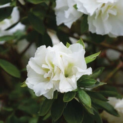 Perfecto Mundo® Double White Reblooming Azalea -Garden Plants Store perfecto mundo double white reblooming azalea 3