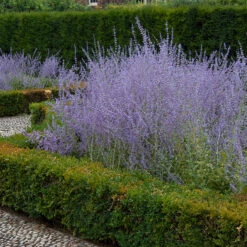 Russian Sage 10 Russian Sage -Garden Plants Store perovskia atriplicifolia russian sage 3