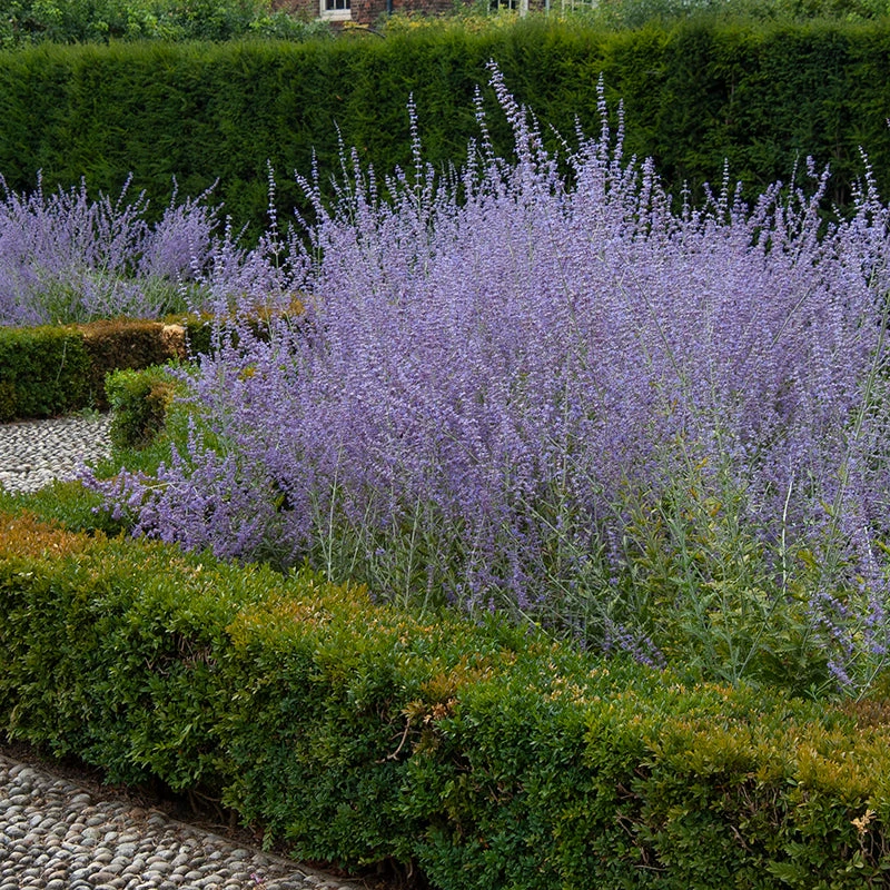 Russian Sage 5 Russian Sage - Image 3