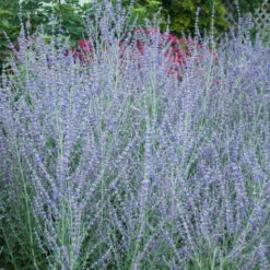 Russian Sage 11 Russian Sage -Garden Plants Store perovskia atriplicifolia russian sage 4