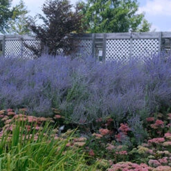 Russian Sage 12 Russian Sage -Garden Plants Store perovskia atriplicifolia russian sage 5