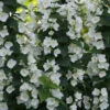Illuminati Tower® Mock Orange 2 Illuminati Tower® Mock Orange -Garden Plants Store philadelphus illuminati tower 1