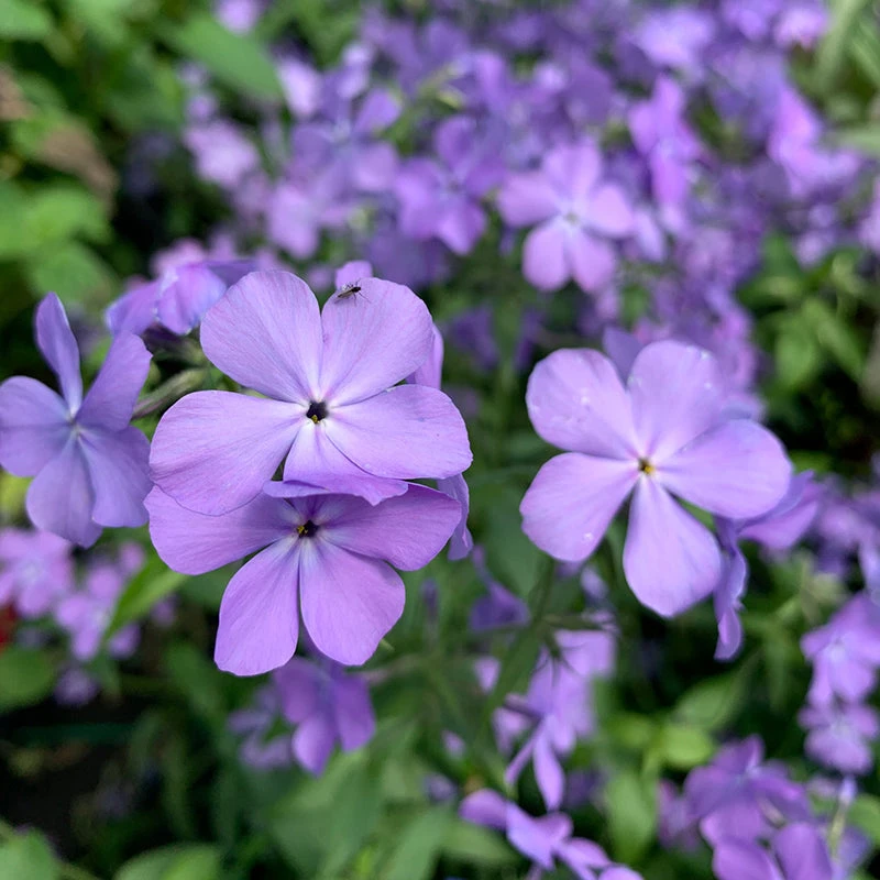 'Blue Moon' Woodland Phlox 4 'Blue Moon' Woodland Phlox - Image 2