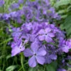'Blue Moon' Woodland Phlox
