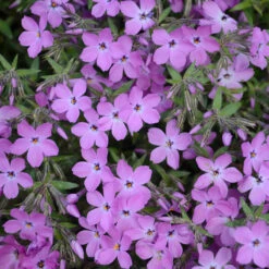 'Rose Sprite' Hybrid Spring Phlox -Garden Plants Store phlox rose sprite 1