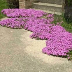 'Drummond's Pink' Creeping Phlox -Garden Plants Store phlox subulata drummonds pink creeping phlox 3 sw