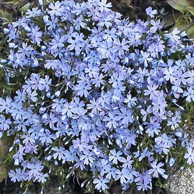 'Emerald Blue' Creeping Phlox 4 'Emerald Blue' Creeping Phlox - Image 2
