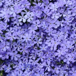 'Violet Pinwheels' Creeping Phlox -Garden Plants Store phlox violet pinwheels creeping phlox 1 800x800 dda5ad5
