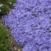 'Violet Pinwheels' Creeping Phlox 2 'Violet Pinwheels' Creeping Phlox -Garden Plants Store phlox violet pinwheels creeping phlox 2 800x800 dda5ad5