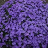 Mountainside™ 'Crater Lake' Phlox -Garden Plants Store phlox crater lake cjw18