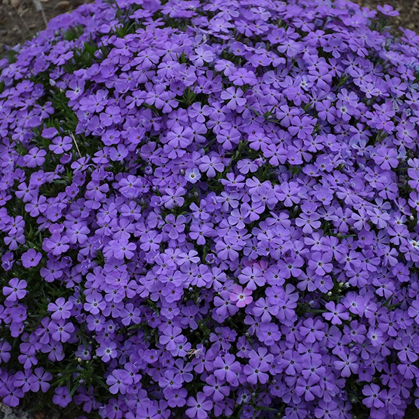 Mountainside™ 'Crater Lake' Phlox 3 Mountainside™ 'Crater Lake' Phlox