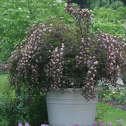 Summer Wine® Ninebark 8 Summer Wine® Ninebark -Garden Plants Store physocarpus summer wine 3