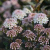 Tiny Wine® Ninebark -Garden Plants Store physocarpus tiny wine 1