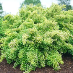 Tiny Wine® Gold Ninebark 8 Tiny Wine® Gold Ninebark -Garden Plants Store physocarpus tiny wine gold 3