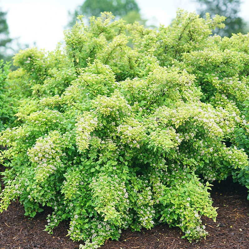 Tiny Wine® Gold Ninebark 5 Tiny Wine® Gold Ninebark - Image 3