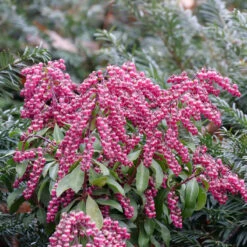 Interstella® Lily-of-the-Valley Shrub 12 Interstella® Lily-of-the-Valley Shrub -Garden Plants Store pieris interstella 5