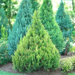 Pinpoint® Gold False Cypress -Garden Plants Store pinpoint gold false cypress 2