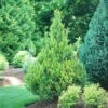 Pinpoint® Gold False Cypress -Garden Plants Store pinpoint gold false cypress 3