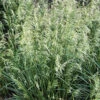 'Pixie Fountain' Tufted Hair Grass