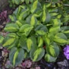 'Pocketful Of Sunshine' Hosta