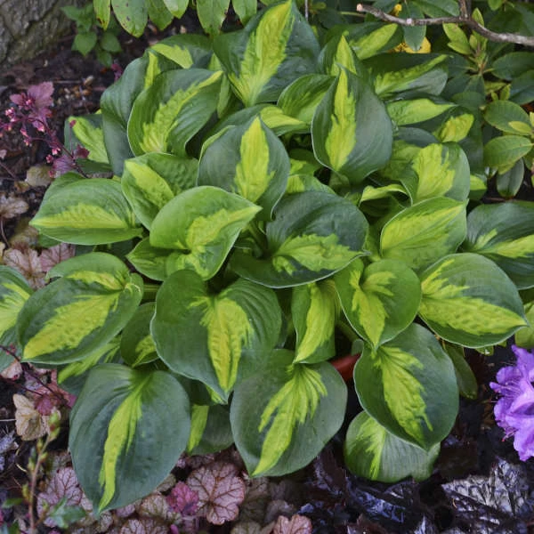 'Pocketful Of Sunshine' Hosta 3 'Pocketful Of Sunshine' Hosta
