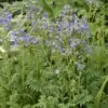 'Heavenly Habit' Jacob's Ladder 1 'Heavenly Habit' Jacob's Ladder -Garden Plants Store polemonium heavenly habit 1 sw