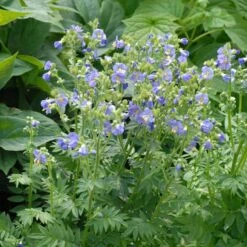 'Heavenly Habit' Jacob's Ladder 6 'Heavenly Habit' Jacob's Ladder -Garden Plants Store polemonium heavenly habit 2 sw