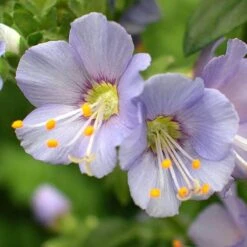'Heavenly Habit' Jacob's Ladder 7 'Heavenly Habit' Jacob's Ladder -Garden Plants Store polemonium heavenly habit 3 sw