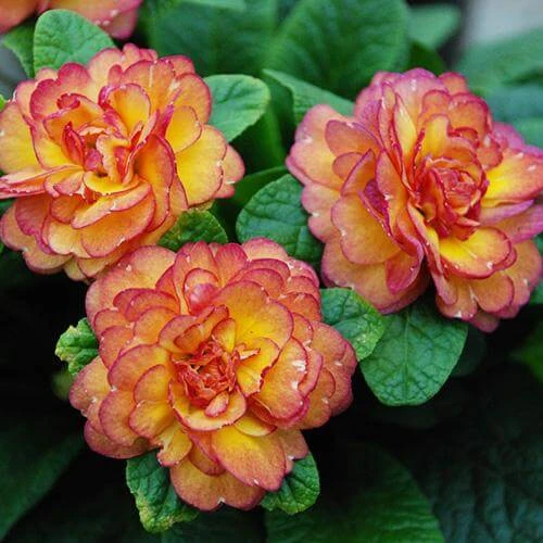 Belarina® 'Nectarine' Primrose 3 Belarina® 'Nectarine' Primrose