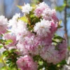 Zuzu® Flowering Cherry Shrub 1 Zuzu® Flowering Cherry Shrub -Garden Plants Store prunus zuzu 7 P