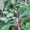 Purple Sage 1 Purple Sage -Garden Plants Store purple sage 998616e7 793f 4c13 8405 2986d86b5552