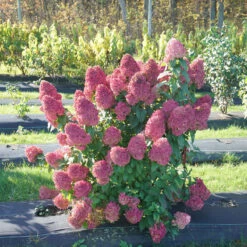 Quick Fire Fab® Panicle Hydrangea -Garden Plants Store quick fire fab panicle hydrangea 1