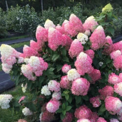 Quick Fire Fab® Panicle Hydrangea -Garden Plants Store quick fire fab panicle hydrangea 2