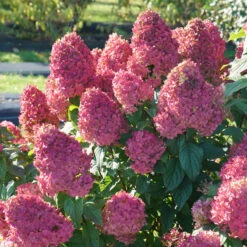 Quick Fire Fab® Panicle Hydrangea -Garden Plants Store quick fire fab panicle hydrangea 3