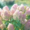 Quick Fire Fab® Panicle Hydrangea 2 Quick Fire Fab® Panicle Hydrangea -Garden Plants Store quick fire fab panicle hydrangea 4