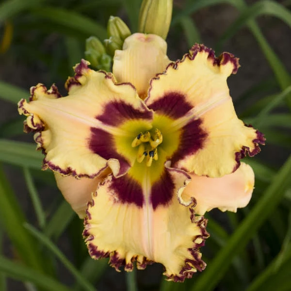 Rainbow Rhythm® 'King Of The Ages' Daylily 4 Rainbow Rhythm® 'King Of The Ages' Daylily - Image 2