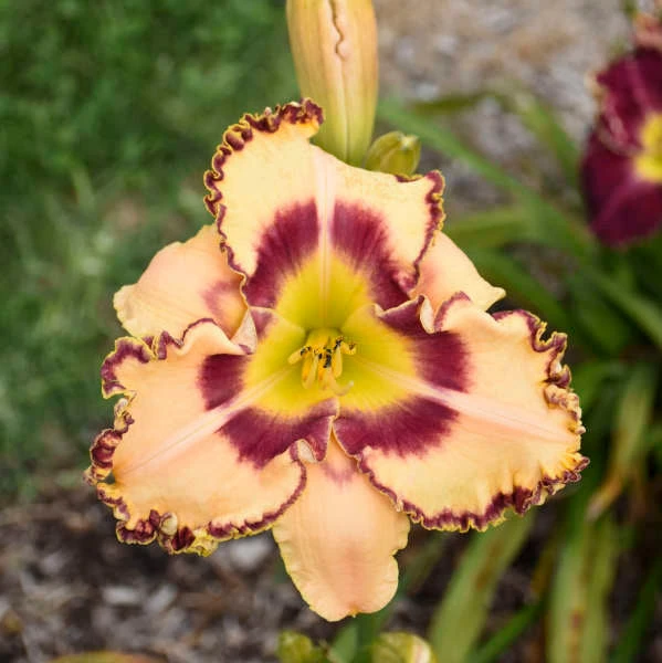 Rainbow Rhythm® 'King Of The Ages' Daylily 5 Rainbow Rhythm® 'King Of The Ages' Daylily - Image 3