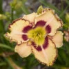 Rainbow Rhythm® 'King Of The Ages' Daylily -Garden Plants Store rainbow rhythm king of the ages daylily 3