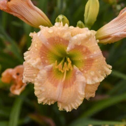 Rainbow Rhythm® 'Orange Smoothie' Daylily -Garden Plants Store rainbow rhythm orange smoothie daylily 2