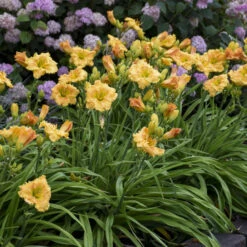 Rainbow Rhythm® 'Orange Smoothie' Daylily -Garden Plants Store rainbow rhythm orange smoothie daylily 3