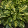 'Rainbow's End' Hosta 1 'Rainbow's End' Hosta -Garden Plants Store rainbows end hosta 1