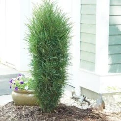 Fine Line® Improved Rhamnus -Garden Plants Store rhamnus fine line improved 3 sw