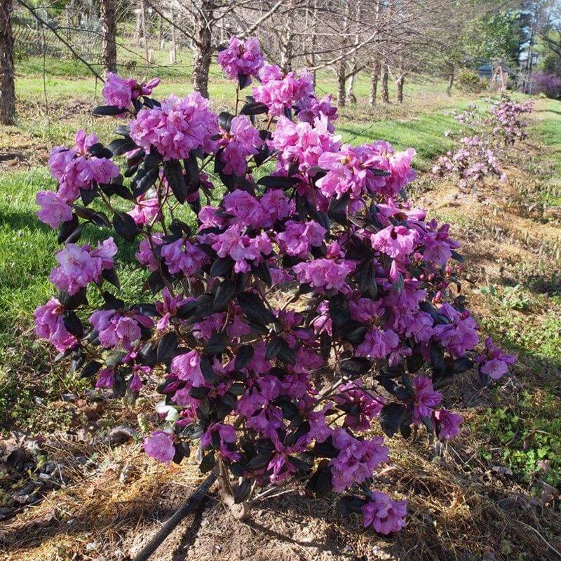 Black Hat® Rhododendron 5 Black Hat® Rhododendron - Image 3