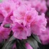 Black Hat® Rhododendron