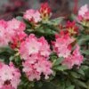 Dandy Man Color Wheel® Rhododendron 1 Dandy Man Color Wheel® Rhododendron -Garden Plants Store rhododendron dandy man color wheel 2 sw
