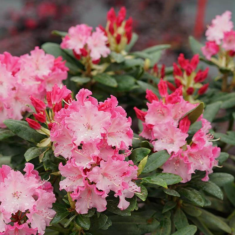 Dandy Man Color Wheel® Rhododendron 3 Dandy Man Color Wheel® Rhododendron
