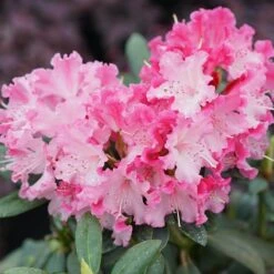 Dandy Man Color Wheel® Rhododendron 7 Dandy Man Color Wheel® Rhododendron -Garden Plants Store rhododendron dandy man color wheel 3 sw