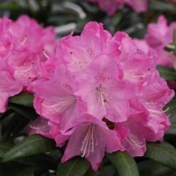 Dandy Man® Pink Rhododendron -Garden Plants Store rhododendron dandy man pink 1 sw
